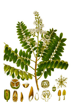 Chloroxylon East Indian Satinwood